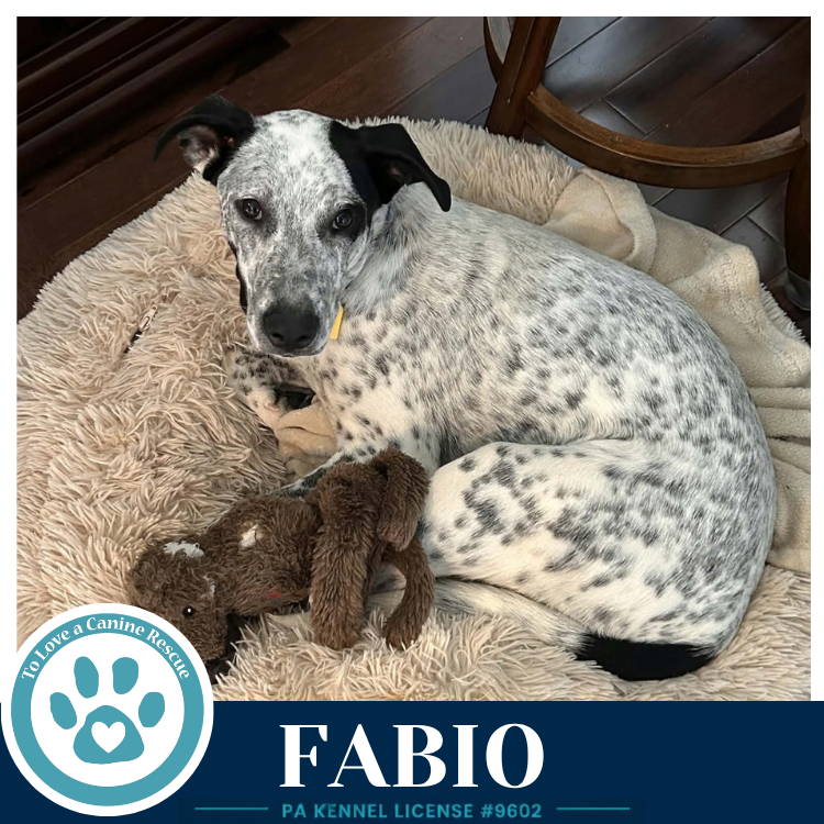 Fabio (Speckled Six) 091226, Pointer