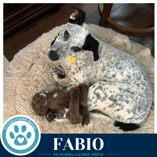 Photo 3 of Fabio (Speckled Six) 091226