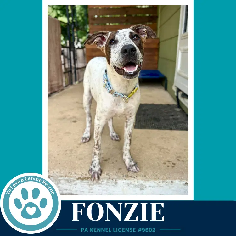 Fonzie Speckled Six - Cattle Dog