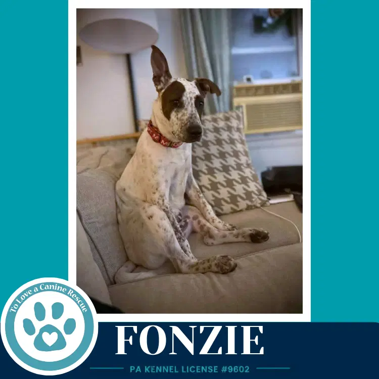 Fonzie Speckled Six image 2