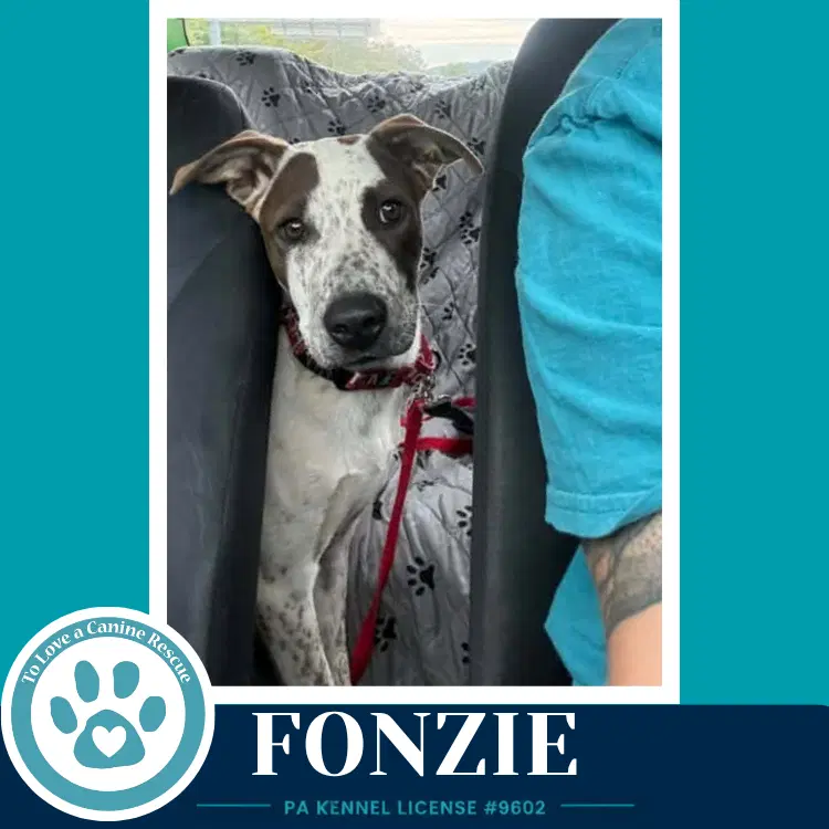 Fonzie Speckled Six image 3