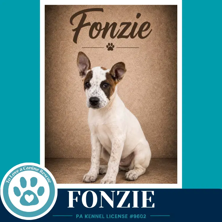 Fonzie Speckled Six image 4