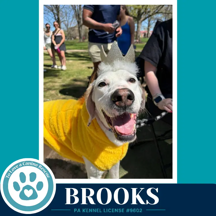 Brooks - Labrador Retriever
