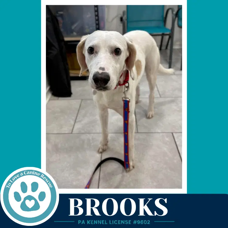 Brooks image 2