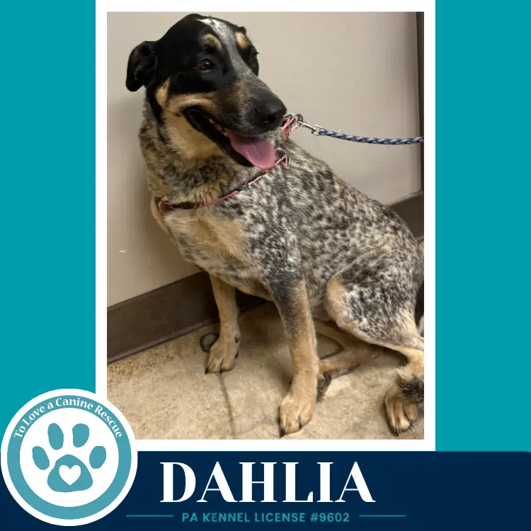 Dahlia - Cattle Dog