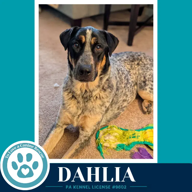 Dahlia - Cattle Dog