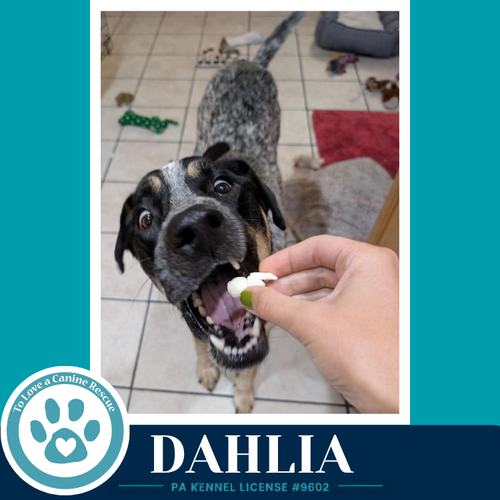 Photo 2 of Dahlia 091226