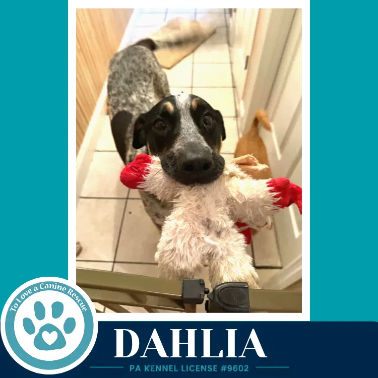 Dahlia - Cattle Dog