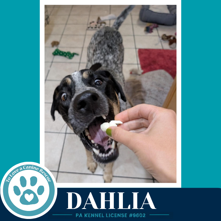 Dahlia 091226, photo 3