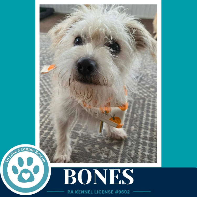 Bones