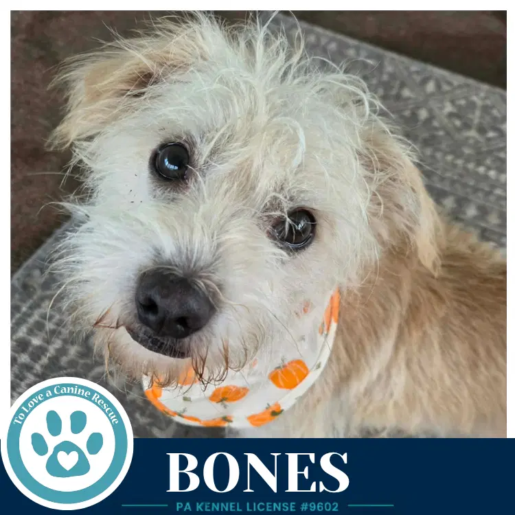 Bones image 2