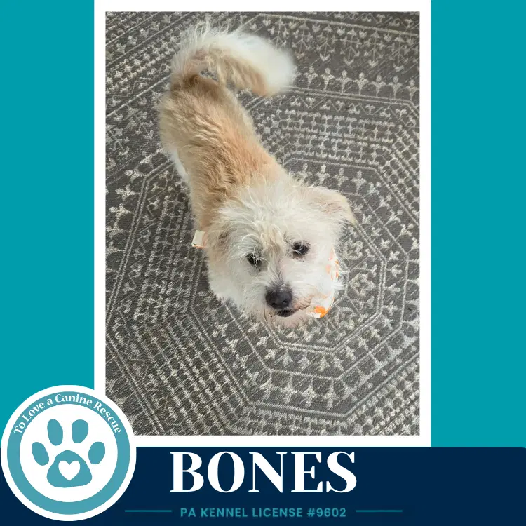 Bones image 3