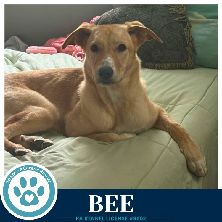 Bee (Bee's Knees) 091926, Labrador Retriever
