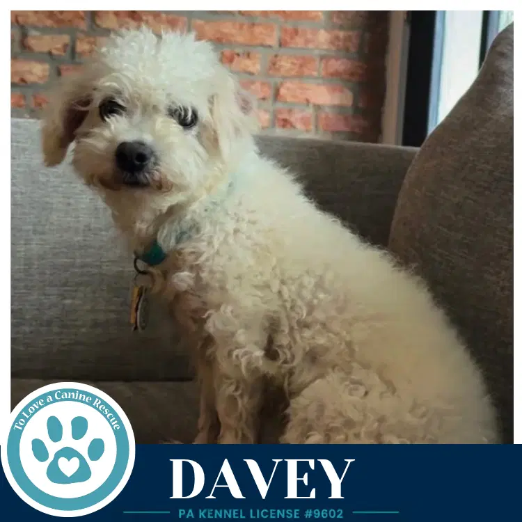 Davey The Davenports - Maltese
