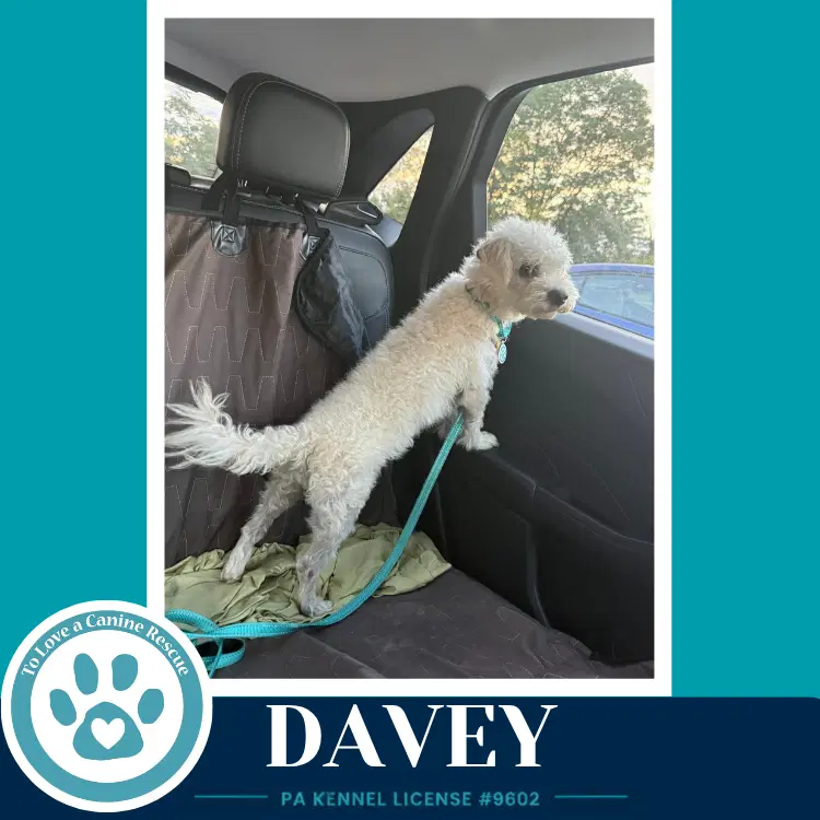 Davey The Davenports image 2