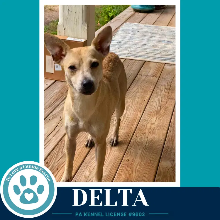 Delta - Chihuahua