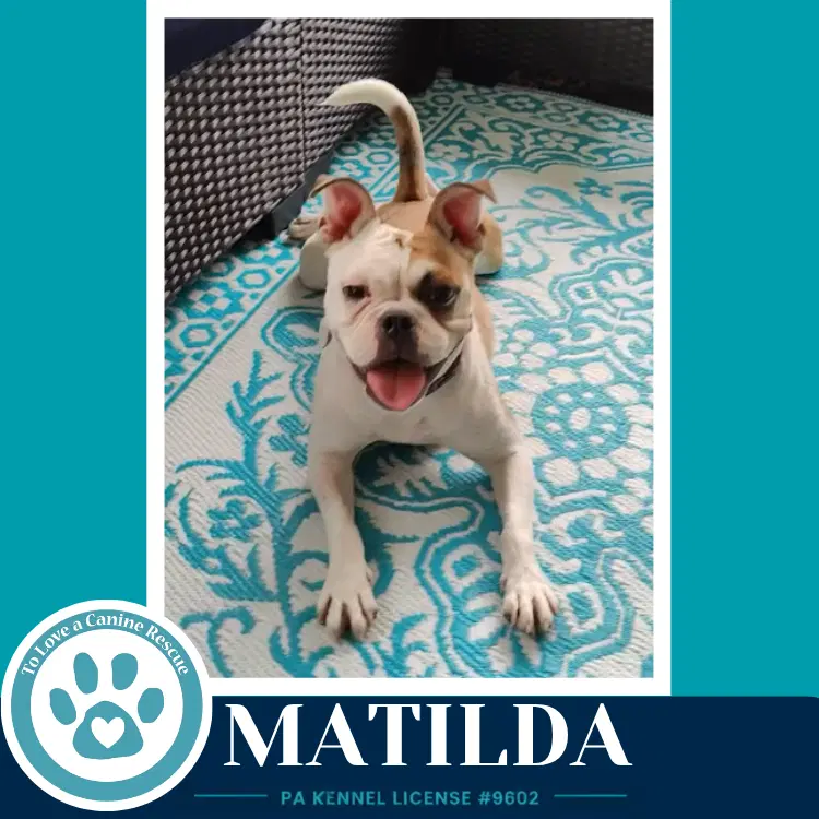 Matilda - French Bulldog