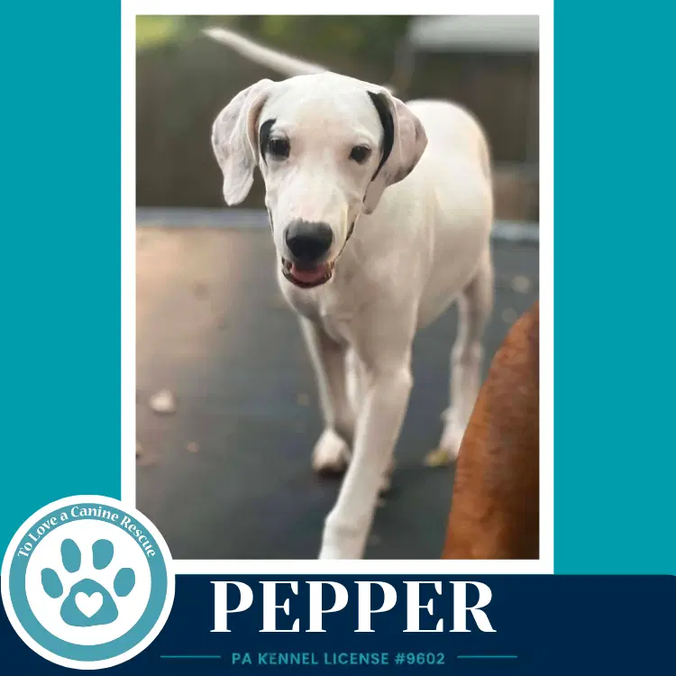 Pepper Deli Delights - Labrador Retriever