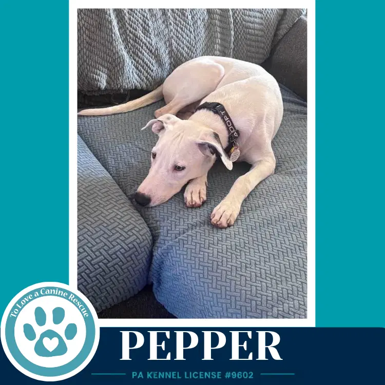 Pepper Deli Delights image 2