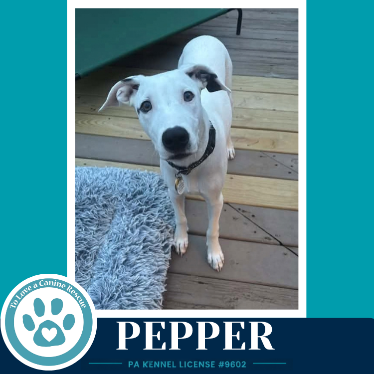 Pepper (Deli Delights) 091926, Labrador Retriever