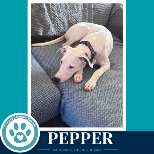Photo 2 of Pepper (Deli Delights) 091926