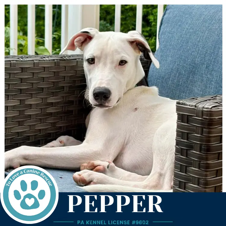 Pepper Deli Delights - Labrador Retriever