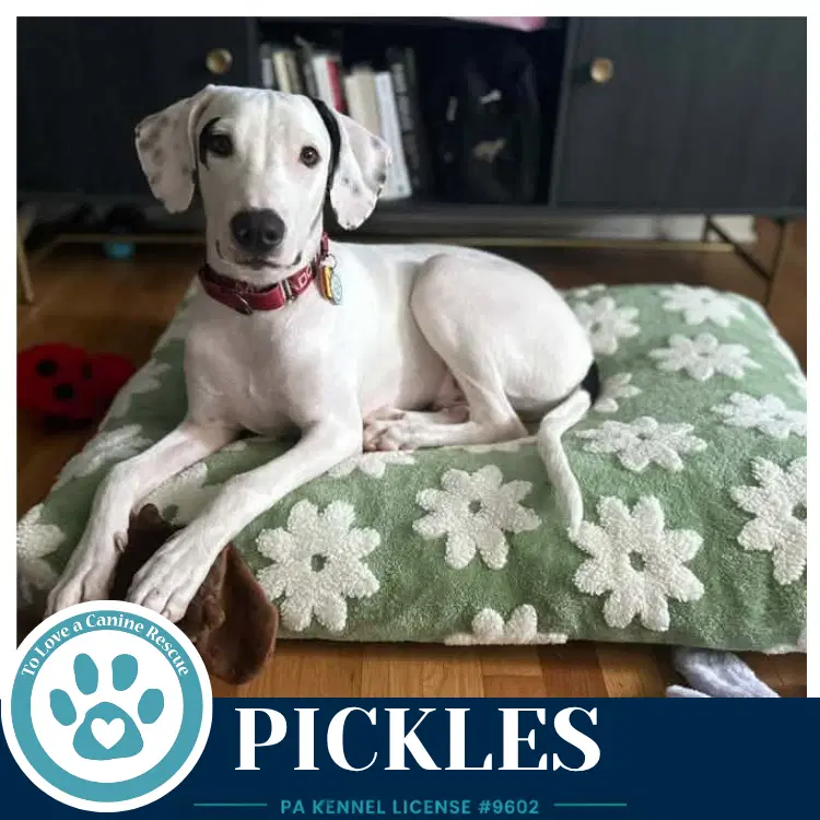Pickles Deli Delights - Labrador Retriever