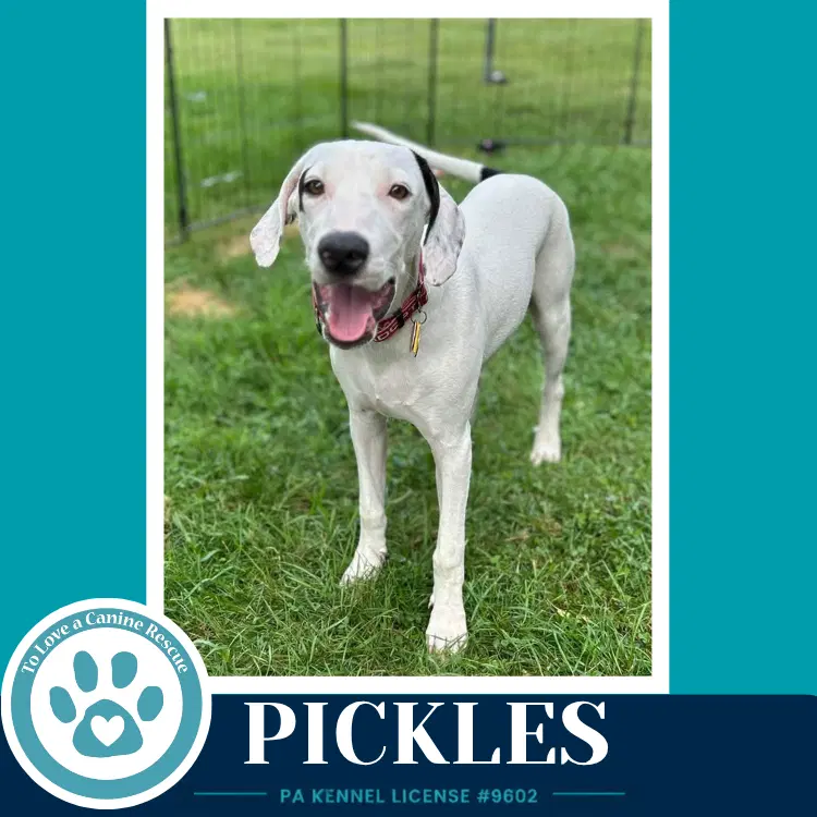Pickles Deli Delights image 2