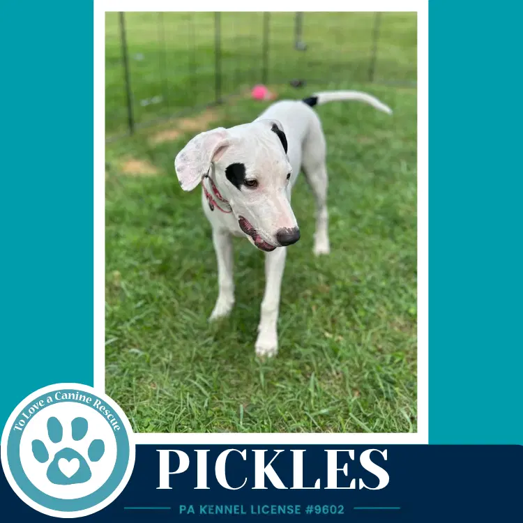 Pickles Deli Delights image 3
