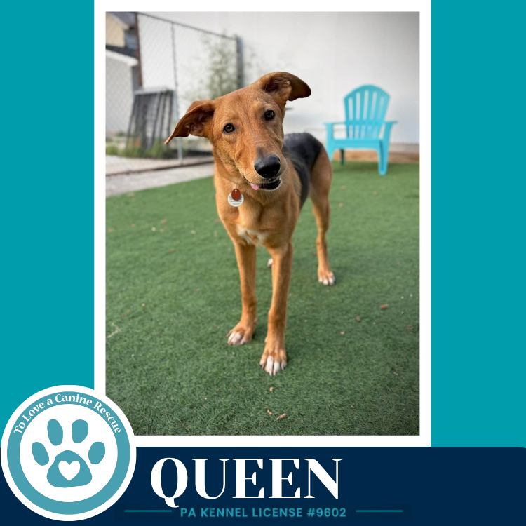 Queen (Bee's Knees) 091926, dog — photo 1 of 4