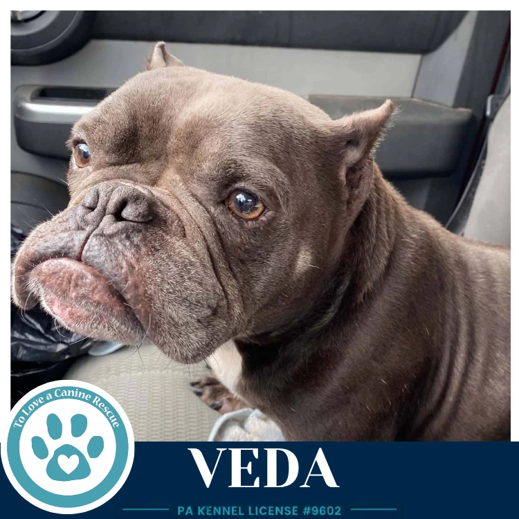 Veda