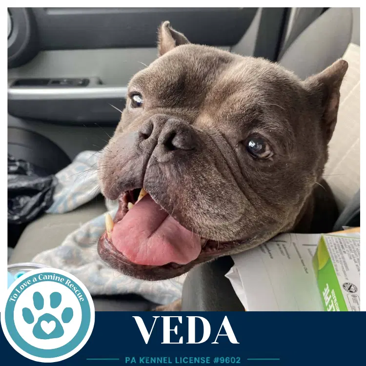 Veda image 2
