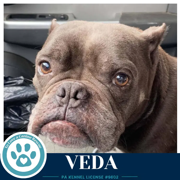 Veda image 3