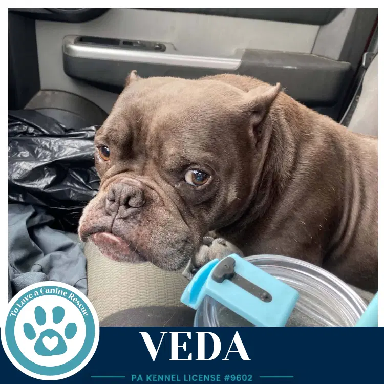 Veda image 4