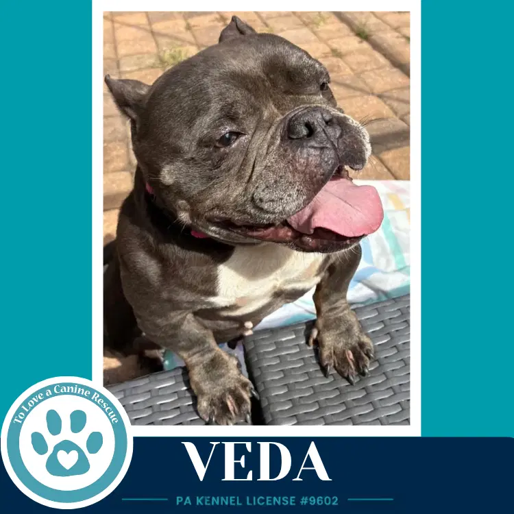 Veda - Bulldog