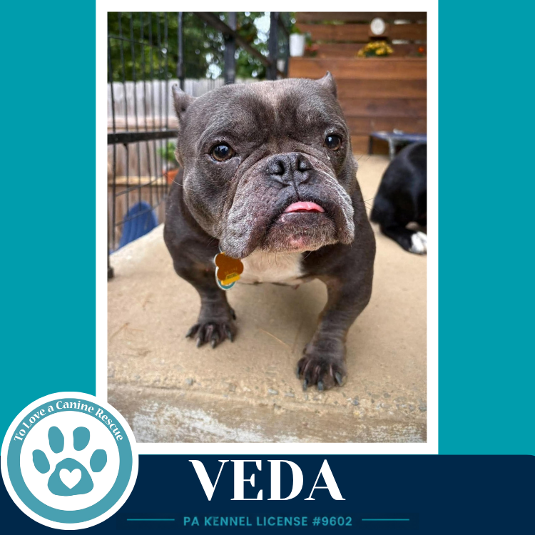 Veda 091926