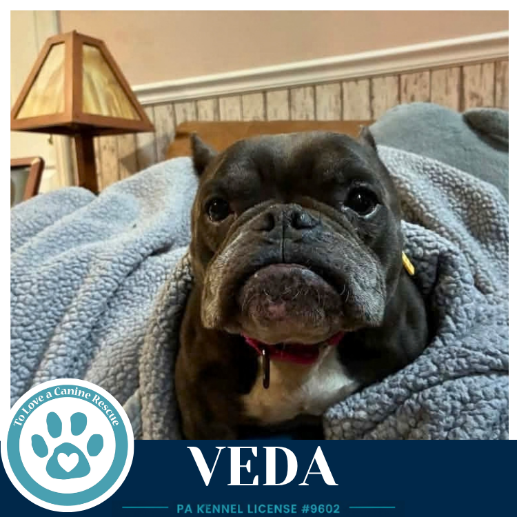 Veda 091926, photo 3