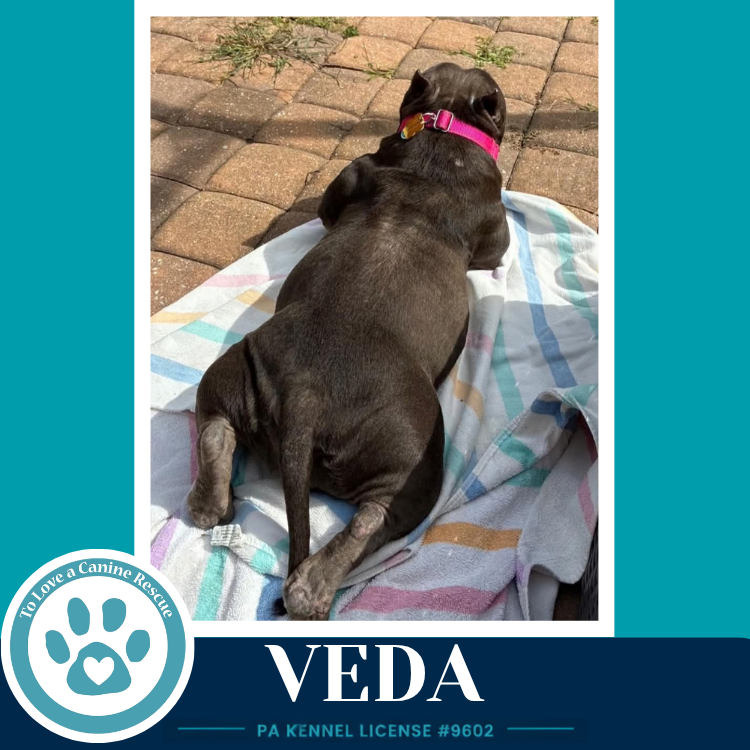 Veda 091926, photo 4
