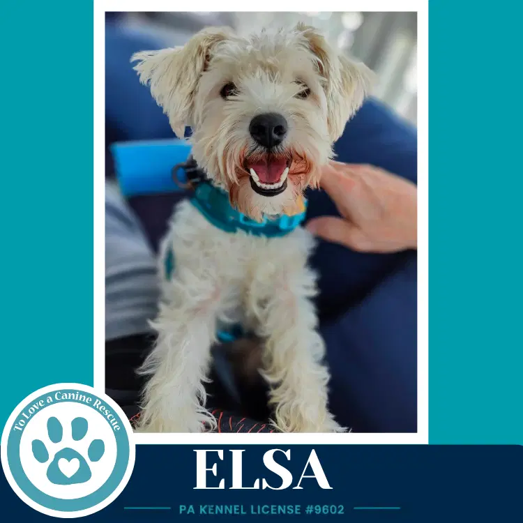 Elsa - Schnauzer