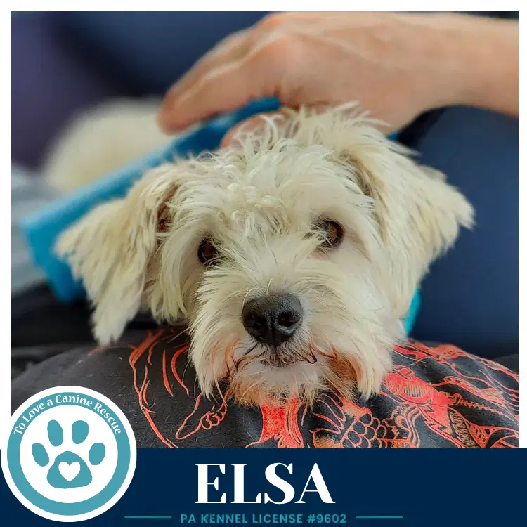 Elsa image 2