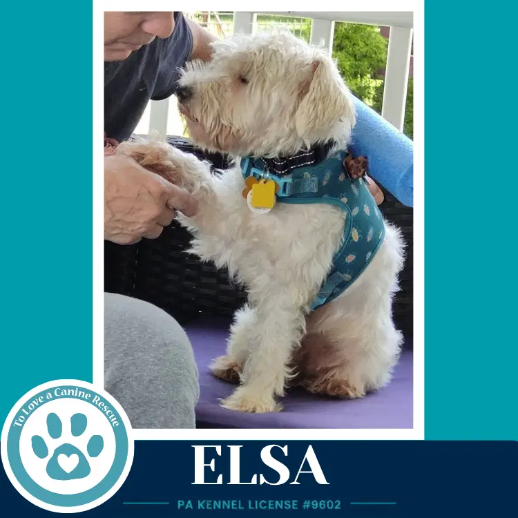 Elsa image 3