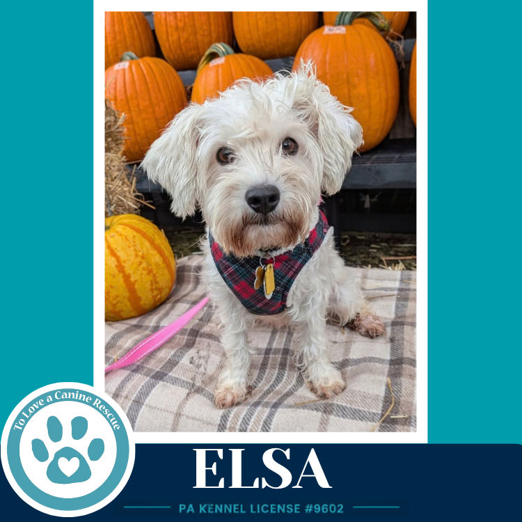 Elsa 091926, Schnauzer
