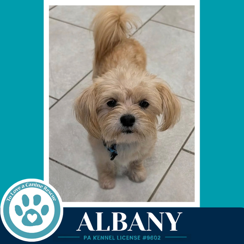 Albany 100326, a dog for adoption from To Love a Canine Rescue, Inc.