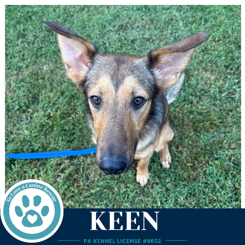 Keen 100326, a dog for adoption from To Love a Canine Rescue, Inc.