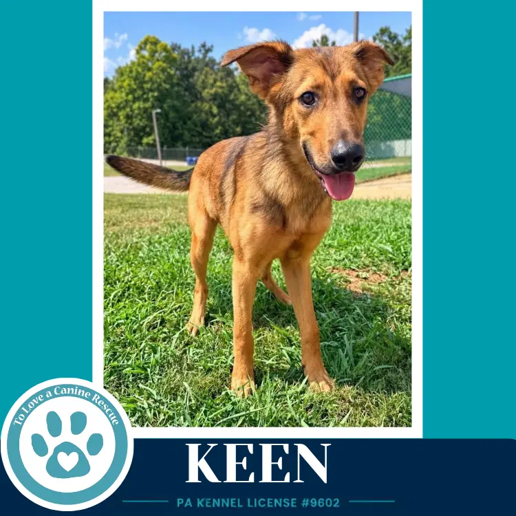 Keen image 3
