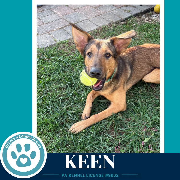 Keen 100326, photo 2