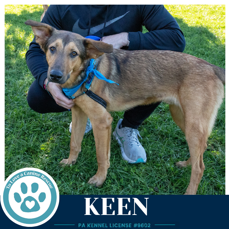 Keen 100326, photo 3