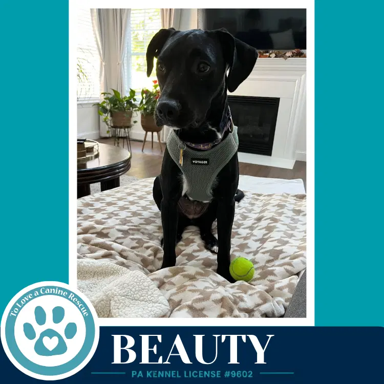 Beauty - Labrador Retriever