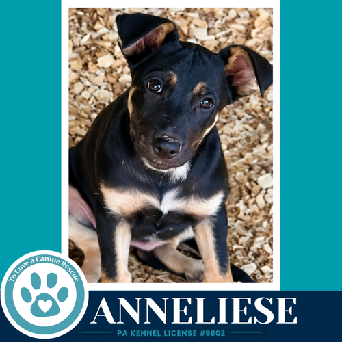 Anneliese (Prost Pups) 100326, a dog for adoption from To Love a Canine Rescue, Inc.