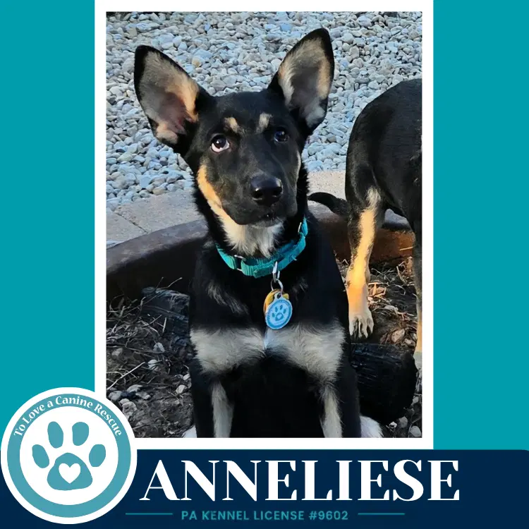 Anneliese Prost Pups - German Shepherd Dog